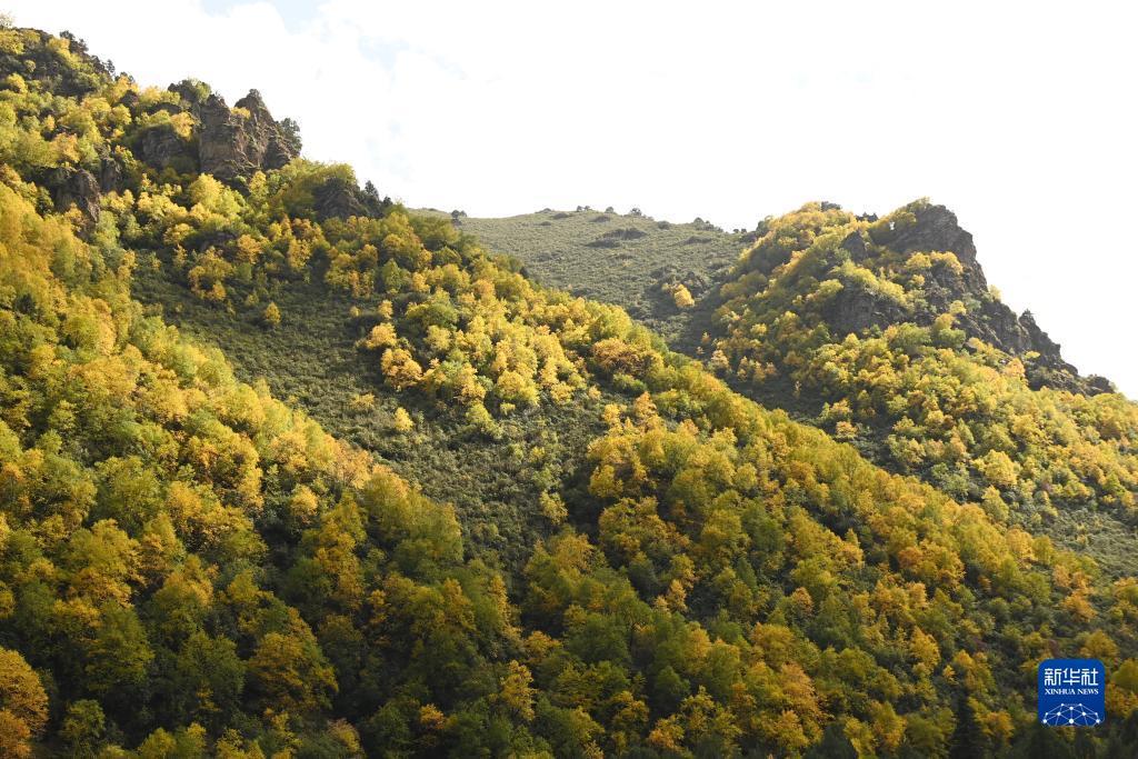 免费领红包